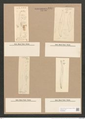 Pleurosigma acuminatum (Kuetz) Grun. (de-Toni-Nr.: Genus 13, Species 1075) Zeichnungen Sammlung Grunow Nr. 1944 (NHMW-BOT-W0369080)